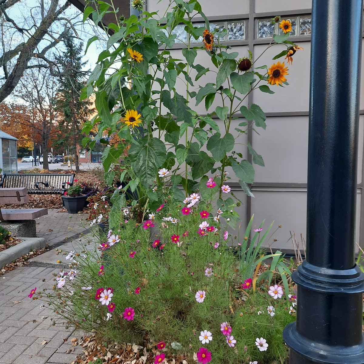 OttawaWestCS's tweet photo. Wow Wednesday! It's October 26 and our Wellington gardens still look great! #WellingtonWest #YearoftheGarden #OWCS45 https://t.co/FLE8U2QgNM
