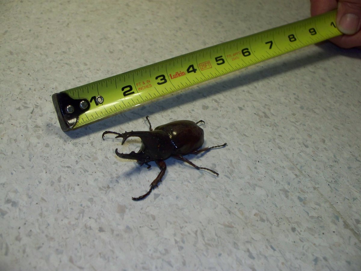 scott_ferrill's tweet photo. @benjaminwittes Imagine this crawling up your leg! https://t.co/wpWHfF4E6u