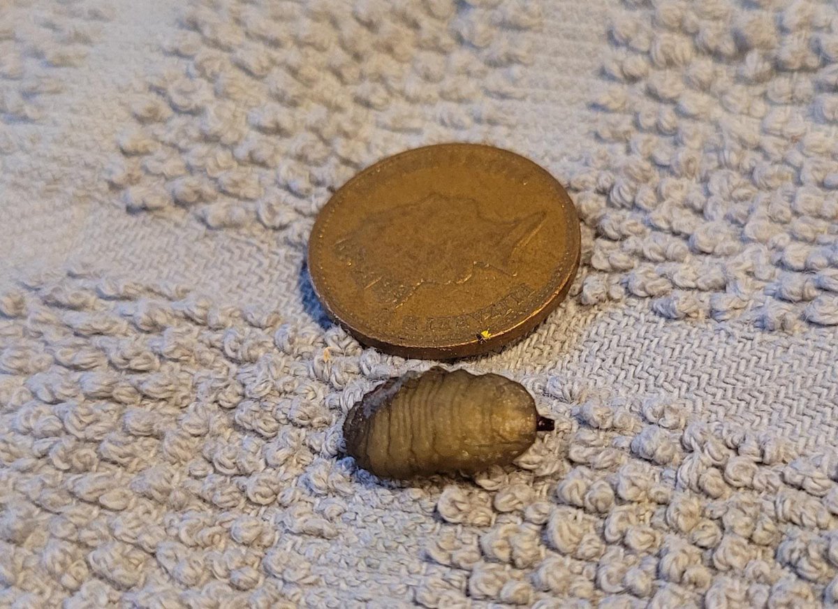 MiniBeastsUK's tweet photo. Help needed please. We found this in out house today in Berkshire, England. On doing a basic search it says its a praying mantis larva. This doesn’t seem to make sense with where we live? Can you help me? https://t.co/RJDAhv8j8y
