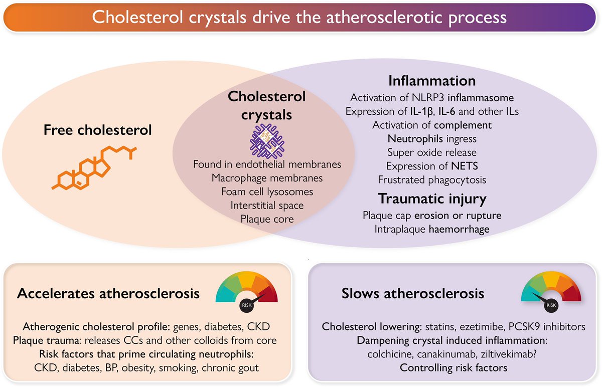 The challenge of reducing residual CV risk in patients with #CKD The #Cholesterol Crystal Paradigm and #atherosclerosis process academic.oup.com/eurheartj/adva… #EHJ @ehj_ed @ESC_Journals @JamalRanaMD @mmamas1973 @DBelardoMD @DrMarthaGulati @lipiddoc #CardioEd