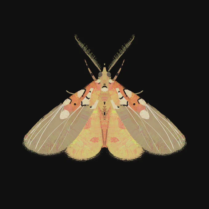 Badly drawn butterflies 