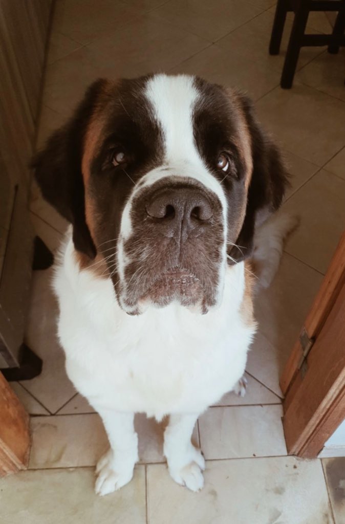 AdriDelo's tweet photo. Otto Felipe busca novia urgente!!! Es un San Bernardo puro, de 2 años y 8 meses de edad, con todas las vacunas al día, pesa 75 kg aproximadamente, churrisimo 🥰.                                       Obs.: Es un poquito argel 😬 https://t.co/F0WmtmYw3W
