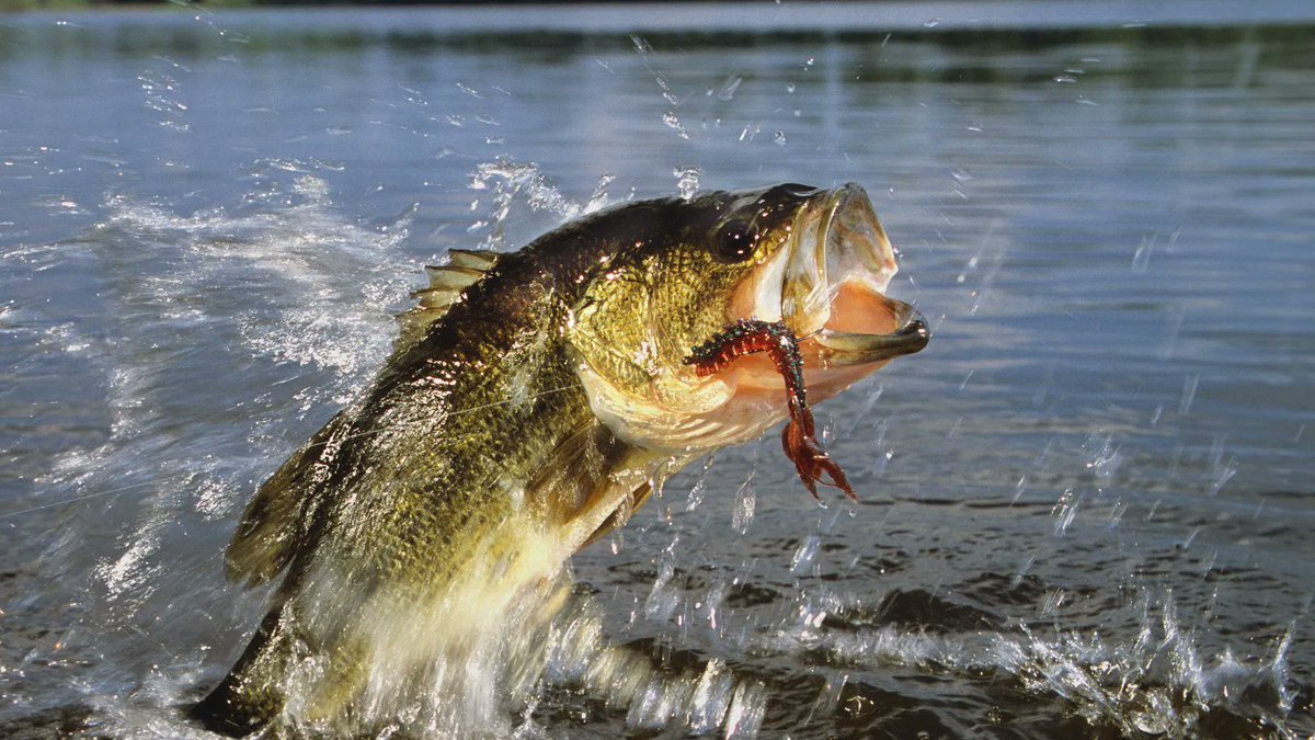 hseas's tweet photo. Some freshwater fish species in New Hampshire have high levels of types of #PFAS not currently being considered in guidelines for safe fish consumption, according to new #hseas research in @EnvSciTech  https://t.co/JtibIojwjw https://t.co/tKtZbc9FNv