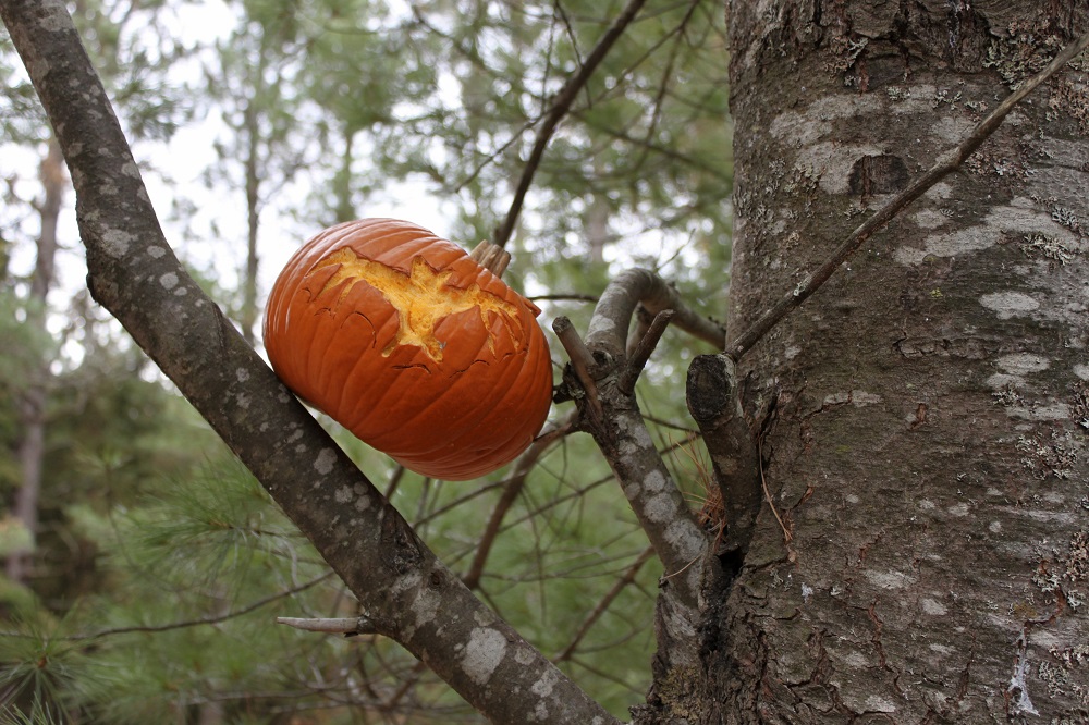 OntarioParks tweet picture