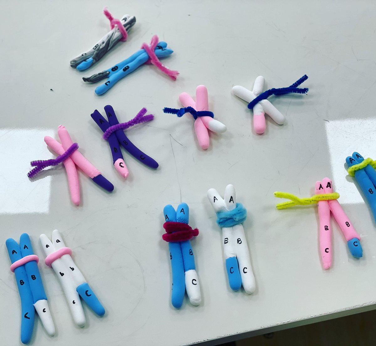 This is a great visualization activity using clay to model the process of crossing over in meiosis from Inthinking. #Biology #myCISB <a href="/CISBeijing/">Canadian International School of Beijing</a>