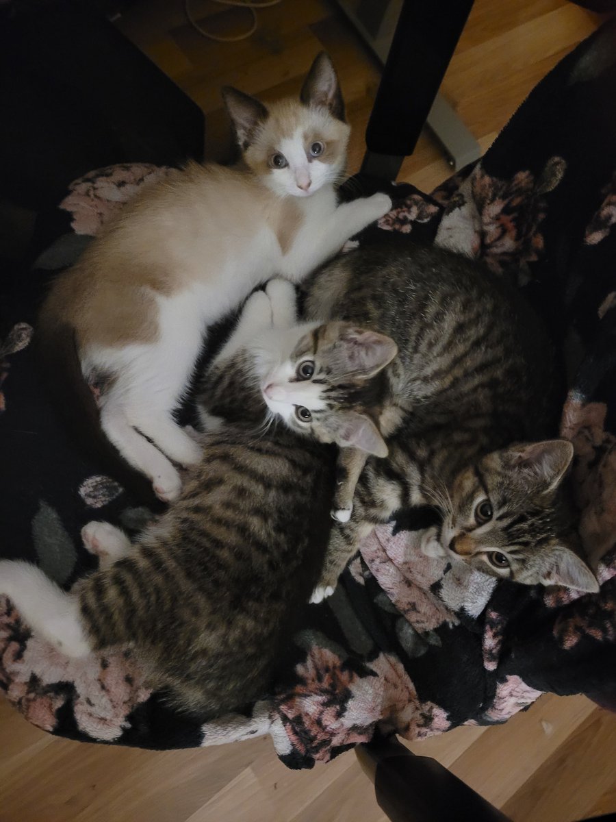 Pie manis pagaidmājās ir ļoti rocīgi kaķēni - murrā kā traktori un lien rokās, klēpī, glaužas, dod puncīti kasīt un pakausi bužināt. Guļ smaidīdami :) Viņiem ar cilvēku ir tikai laba pieredze un ir tik mīlīgi, cik vien tādi rausīši var būt. Meklējam Mājas.