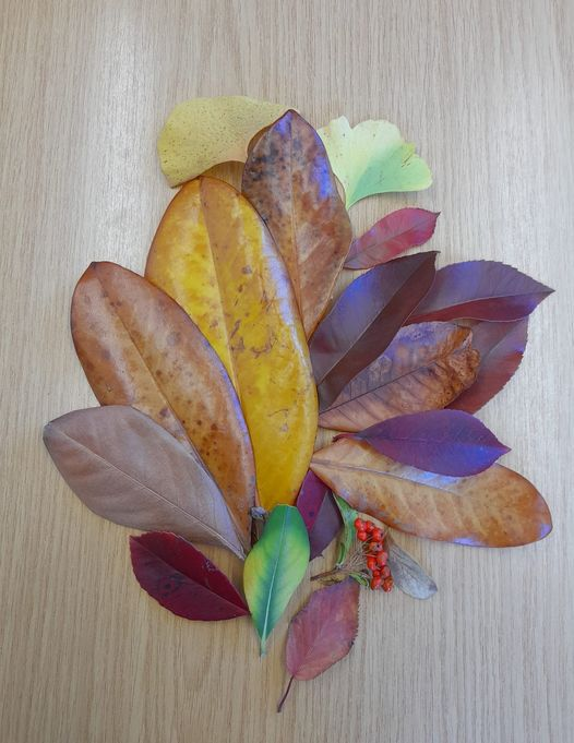 Autumn is a second Spring, when every leaf is a flower.
#autumn #leaf #flower #colour #spring