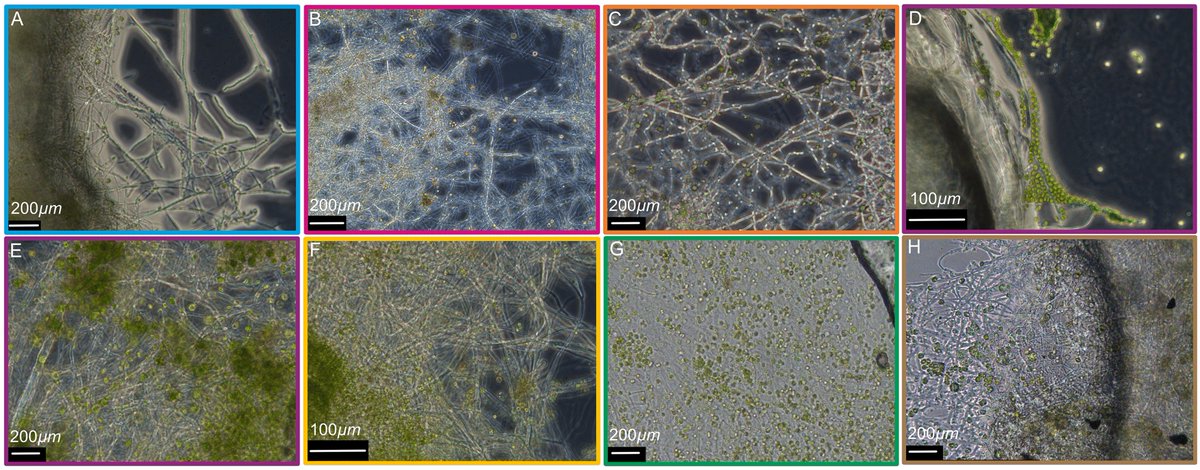 JournalSpectrum's tweet photo. Check out this new study by @alpinewaves and the team @EmpaWood! They co-cultivated white-rot fungi and microalgae with nanocellulose in liquid nutrients and in 3D-printed gels! #fungi #algae #3D-printing #cellulose #researcharticle https://t.co/NiaAB0NRNi https://t.co/XcXia3mIfP
