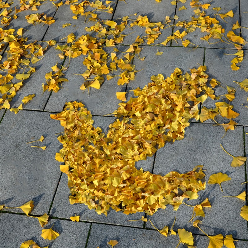 そろそろ紅葉の季節ですね🍁🍂 落ち葉を集めてハトの形にしてみました♪ みなさんもチャレンジしてみてくださいね♪ #落ち葉アート #合成写真