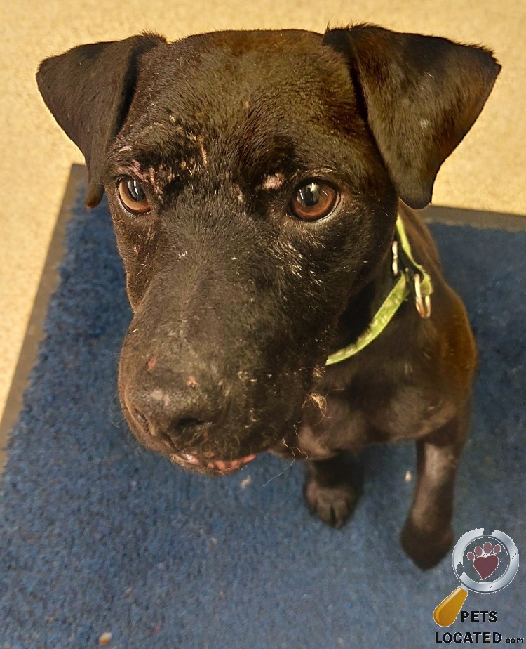 Pets located on twitter black dog found in salisbury wiltshire sp1