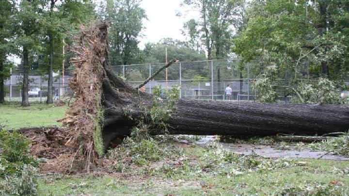 (Sudah gua jatuhkan pohon keluarga gua.)