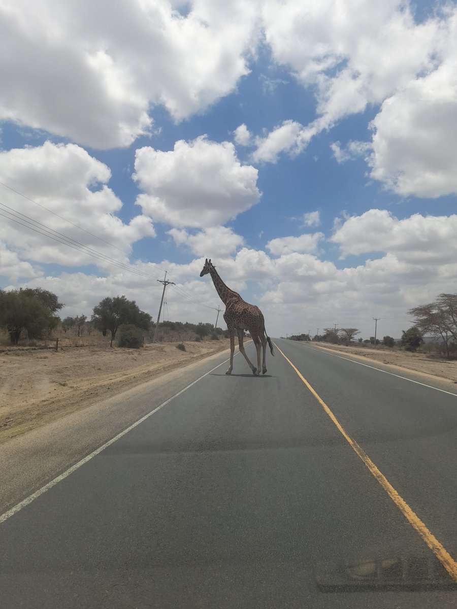 NyamuJim's tweet photo. Devastating time for #Girafee, this boy had to risk crossing the road near Machakos Junction looking for pasture and water.  @GiraffeCenter #TowardsaNewConservationModel 
#IvoryBelongstoElephants https://t.co/0ealACmEns