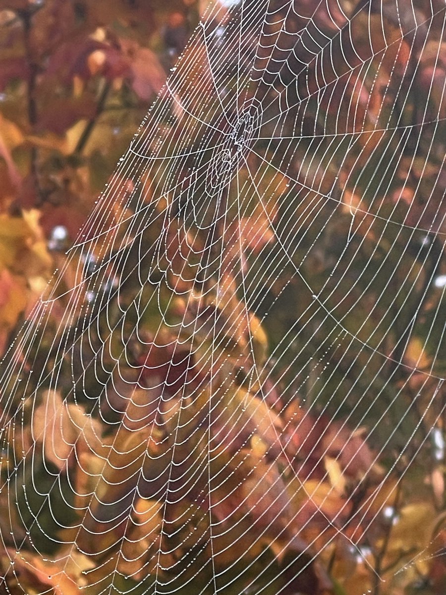 roopkhural's tweet photo. Morning walk iPhone shot @Apple #Autumn #naturelovers #NaturePhotography https://t.co/EZb9AHxxuo