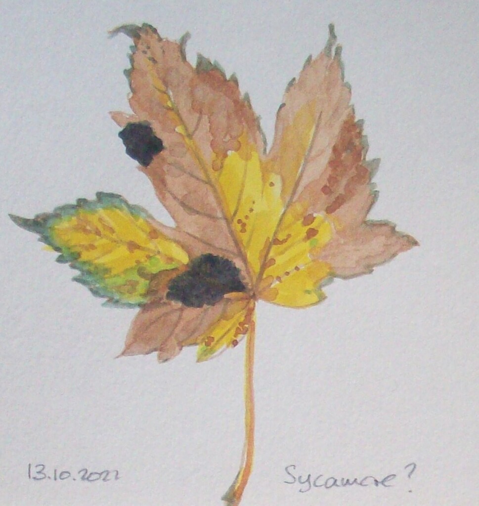 KateWhapham's tweet photo. Day twelve - a sycamore I think!
#leafoctober #octoberleaf #art #artoninstagram #watercolour #sketch #sketchaday #sycamore #autumn #autumn2022 https://t.co/LgWMzkcAEo https://t.co/gAScuKBfzB