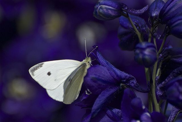 I know that
hope is the hardest 
love we carry.

#poem Jane Hirschfield
#art Montucky