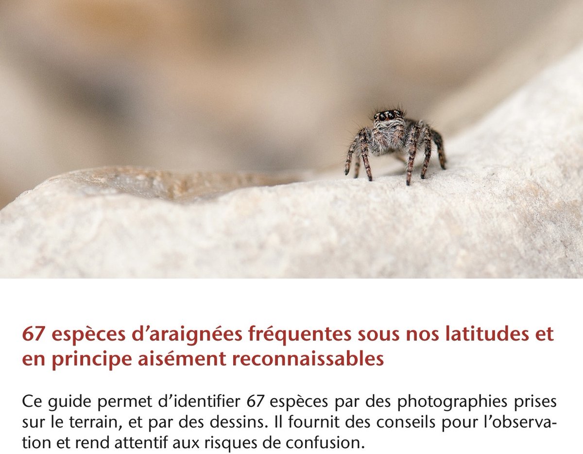EdRossolis's tweet photo. Gilles Blandenier et Sandro Marcacci seront présents avec leur livre "Araignées, Guide de terrain" samedi 22.10.22 de 11h à 14h au Festival de la @SalamandreNET 
#araignées #arachnologie #guidedeterrain #editionsrossolis #festivaldelasalamandre https://t.co/IVcJE7fOZT