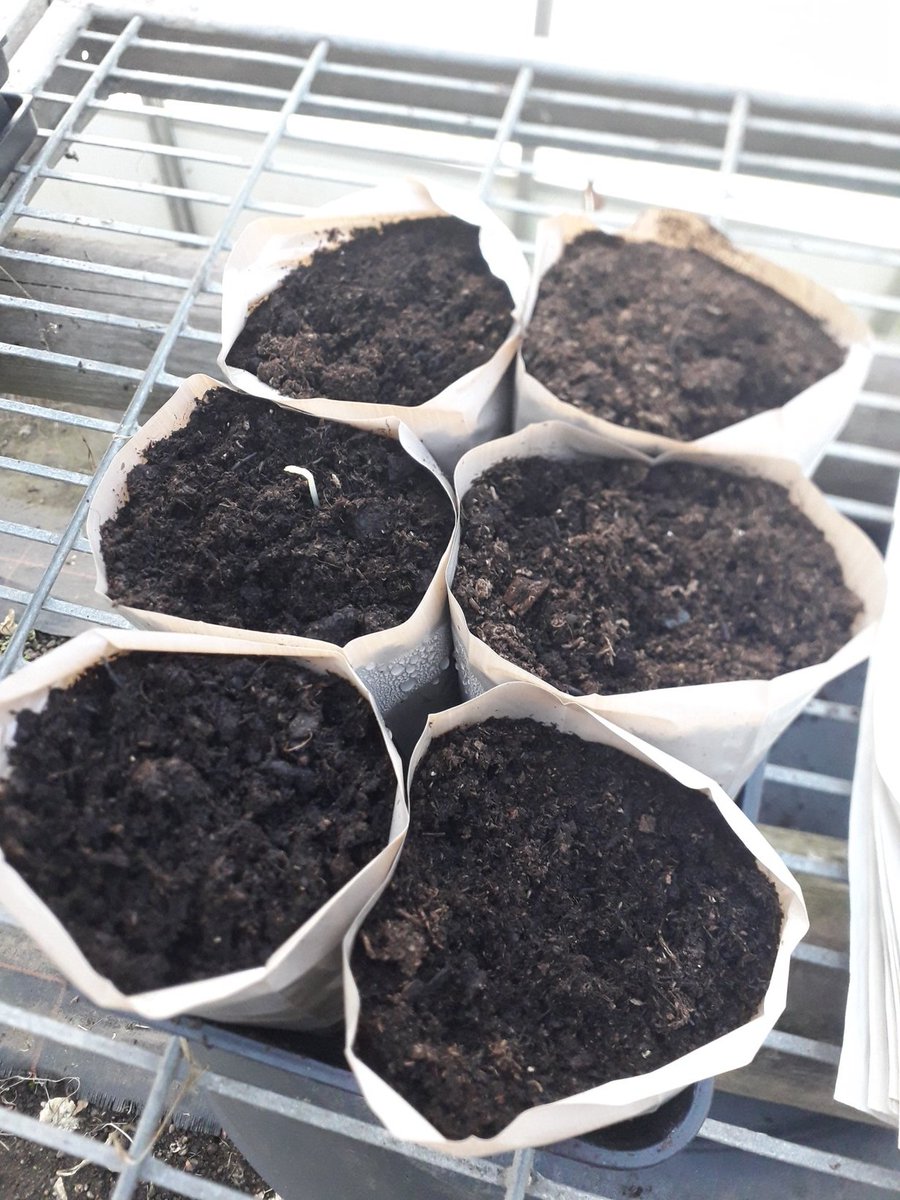 EagleSweetPeas's tweet photo. Remove newspaper as soon as you see signs of germination even if only one has come through at the time. https://t.co/BmJKbE11J1