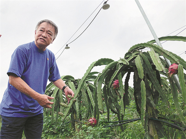 iGuangdong's tweet photo. After years of cultivation, farmers in Buzheng village, finally found a new development pattern to boost the local agriculture by planting #pitaya. Its great change is an example of #Zhanjiang's achievements to implement the rural vitalization strategy. #China10 #GDstories https://t.co/tZ9Rkzru0J