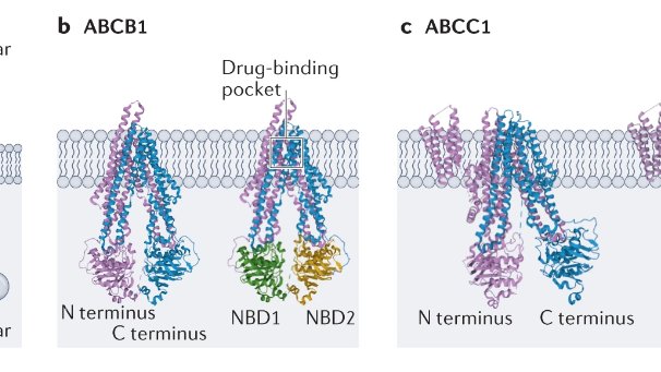 Online now: Kerri Devine, Brian R. Walker and colleagues discuss the ATP-binding cassette proteins ABCB1 and ABCC1 as modulators of glucocorticoid action (£) go.nature.com/3ER23Bs