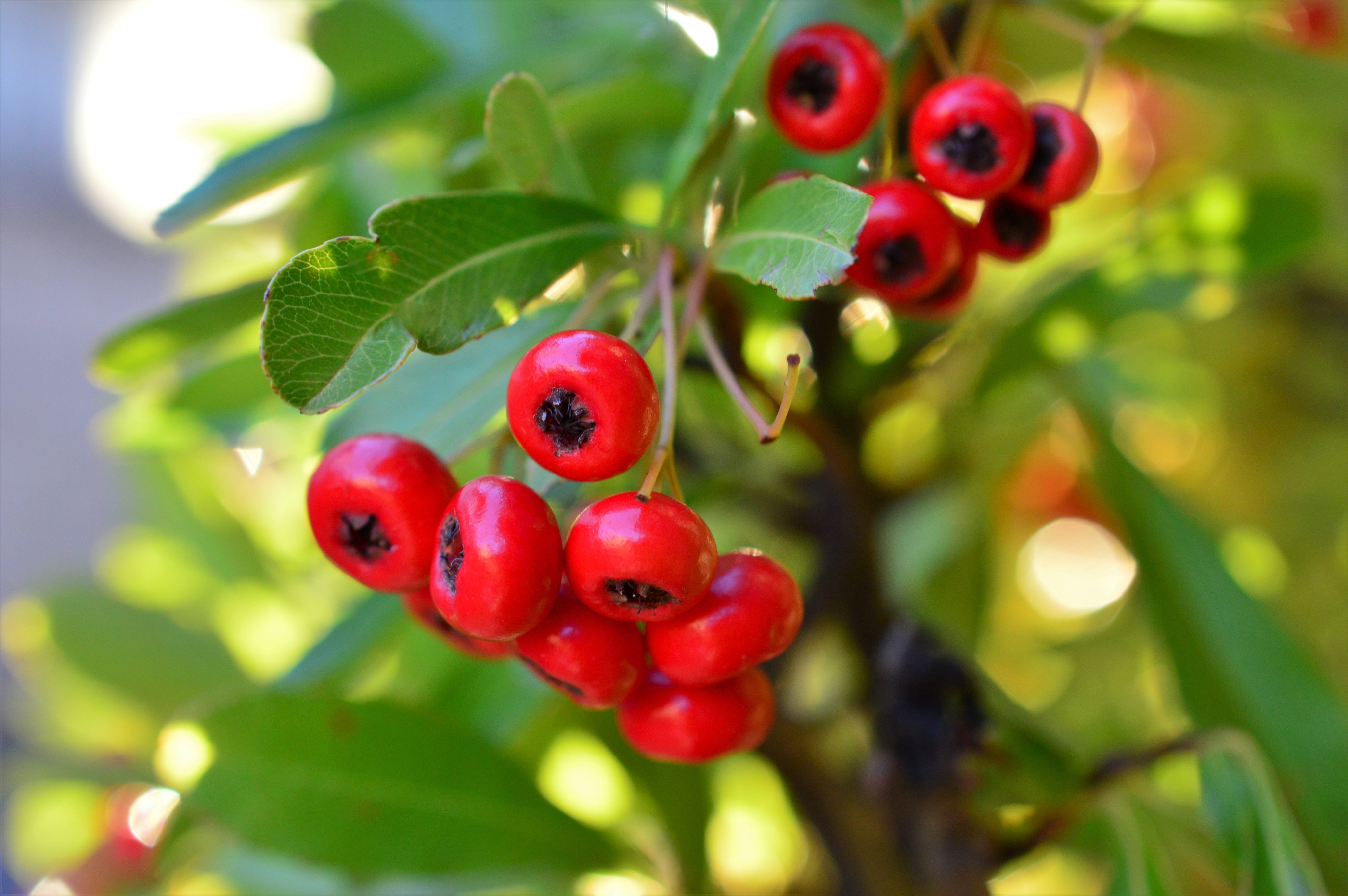 ピラカンサ ট ইট র অন সন ধ ন ট ইট র