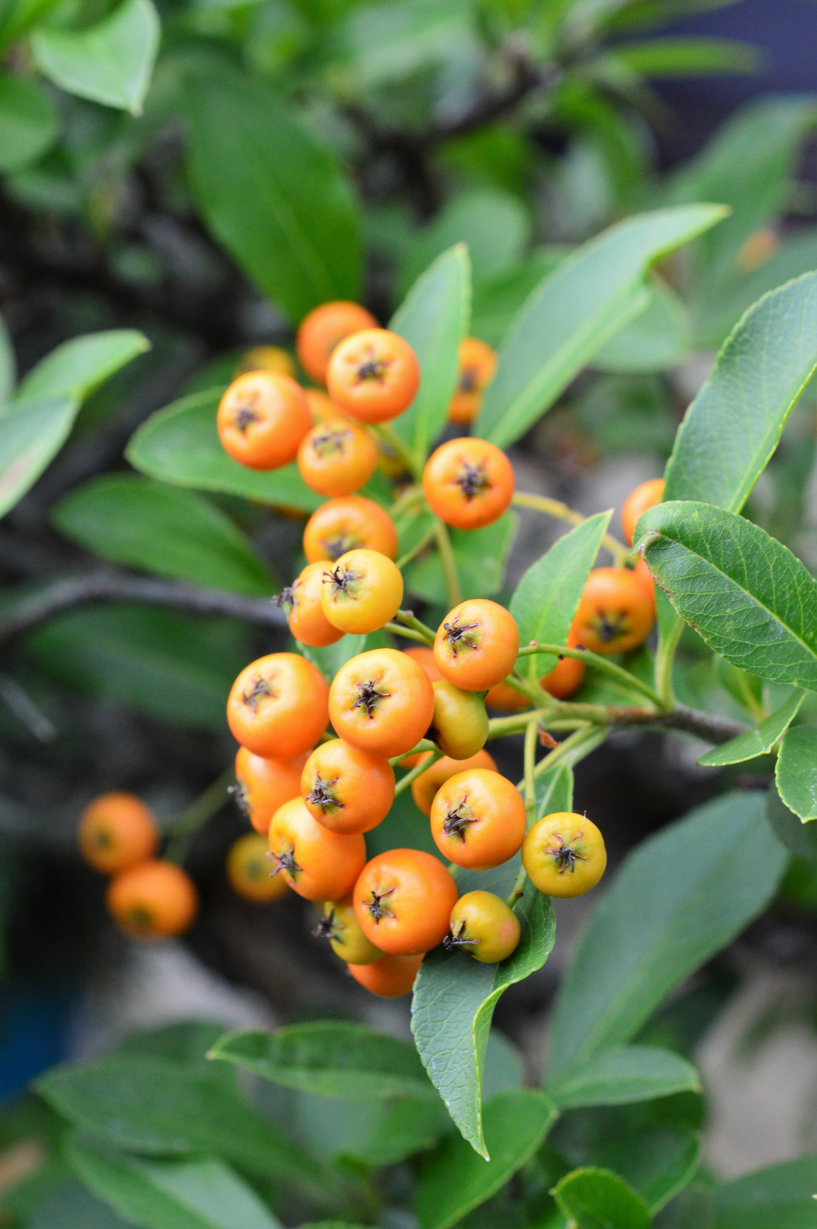 ピラカンサ ট ইট র অন সন ধ ন ট ইট র