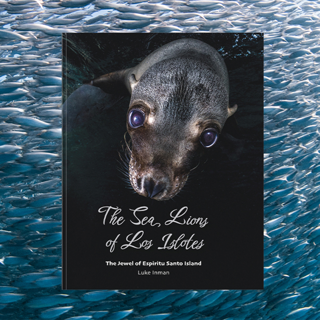 Available from DivedUp.com with a pre-publication offer, The Sea Lions of Los Islotes by Luke Inman is due for release 25 October: loom.ly/x6Y6W2I
#sealions #pinnipeds #losislotes #mexico #bajacaliforniasur #mammals #marinelife #scuba <a href="/lukeinman/">Luke inman</a>