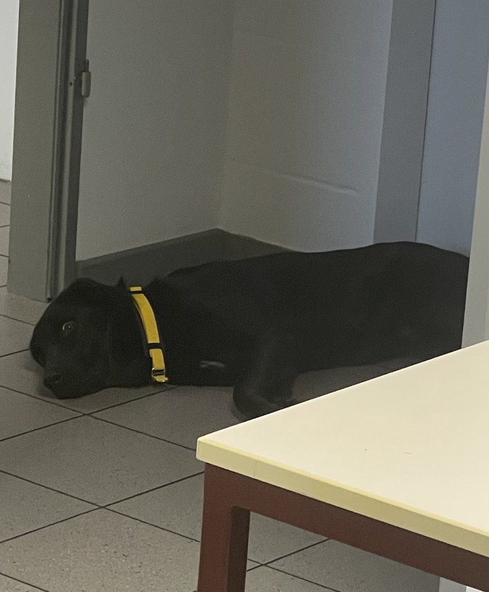 El perro de mi oficina es meme HAHA