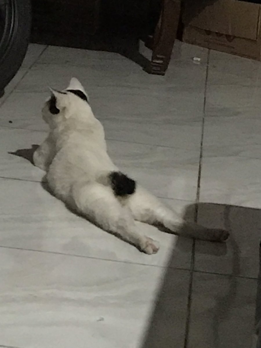 Retno40027469's tweet photo. Jangan dipaksakan ... santai aja #CatsOfTwitter #urip #santuy https://t.co/u6XxlbK6x6
