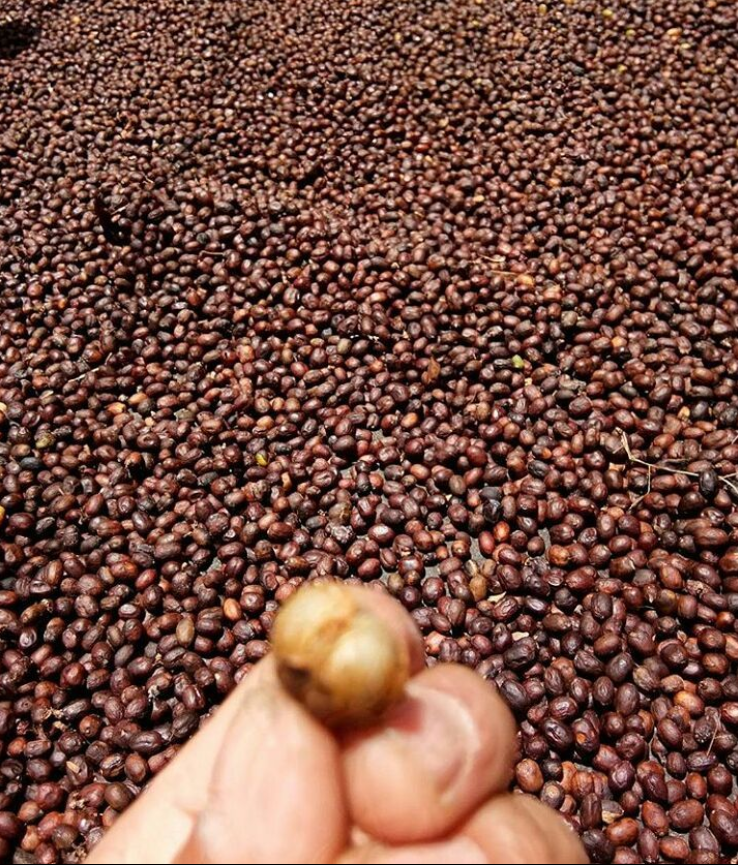 SprinklesCoffee's tweet photo. Arabica Gayo Wine Process

#tokopedia #shopee #gratisongkir #arabikagayo #gayo #kopigayo #winegayo #arabikawine #kopiindonesia #gayowine #winegayo #kopiwine #spesialtycoffee #gayospesialty #singleoriginal #bourbon #petikmerah #kopigayo #arabikagayo #kopiacehgayo https://t.co/9YSM18dkWR