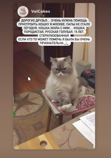 je_suisKaterina's tweet photo. Кто из Москвы или у кого есть знакомые или родственники. Помогите пристроить кошечку, вчера умер мой бывший муж, осталась кошечка 15 лет порода Русская голубая,  стерильная. Очень прошу-поспрашивайте, может кто возьмёт. Дочка тоже разместила пост https://t.co/DYYngfFqM4