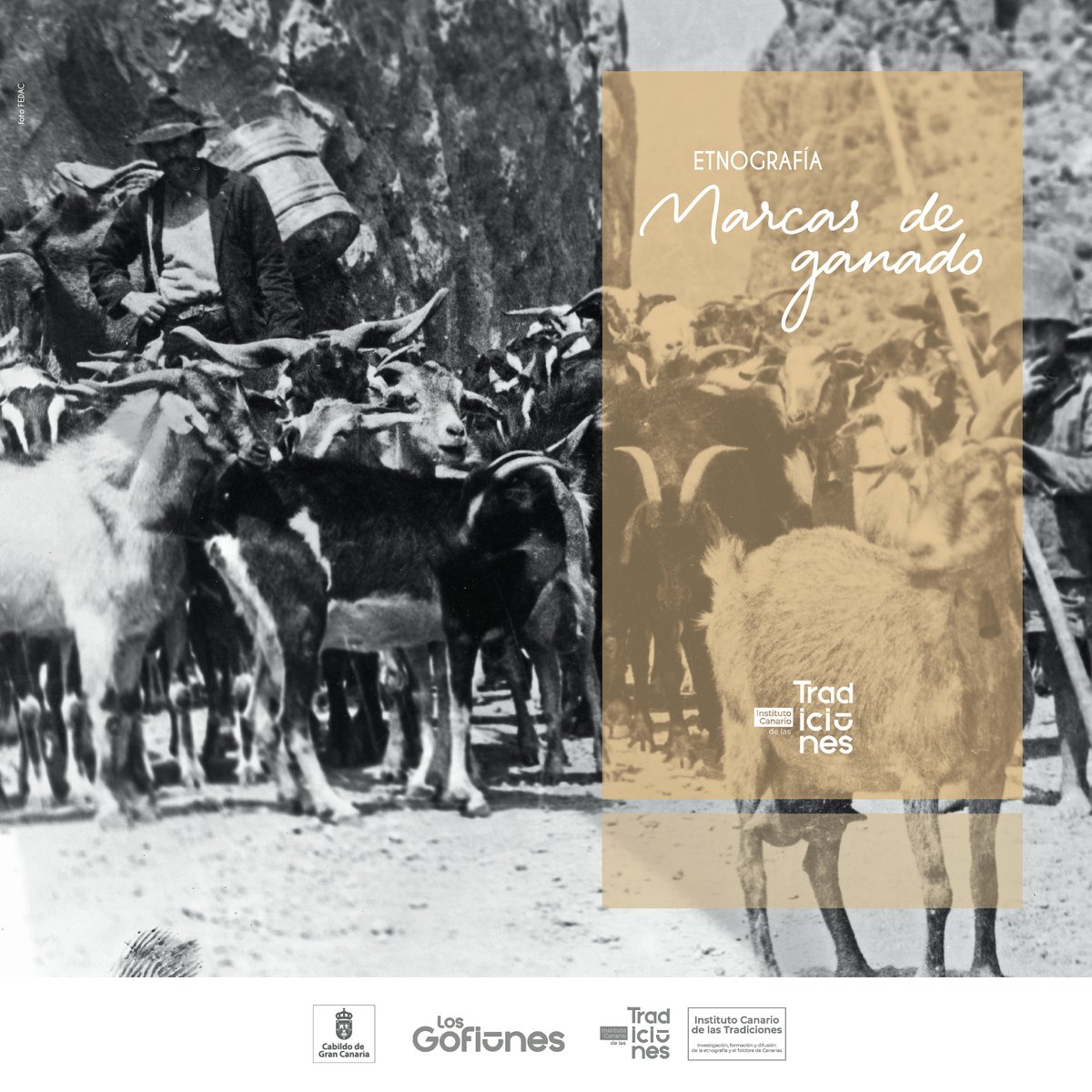 insctradiciones's tweet photo. La necesidad de identificar a los ganados es algo que arranca desde la propia domesticación. En Canarias, son pocos los pastores que mantienen la tradición del marcado en las orejas, con una marca única heredada de padres a hijos desde el siglo XV. 
@LosGofiones @GranCanariaCab https://t.co/Ih7VJqPZ8T