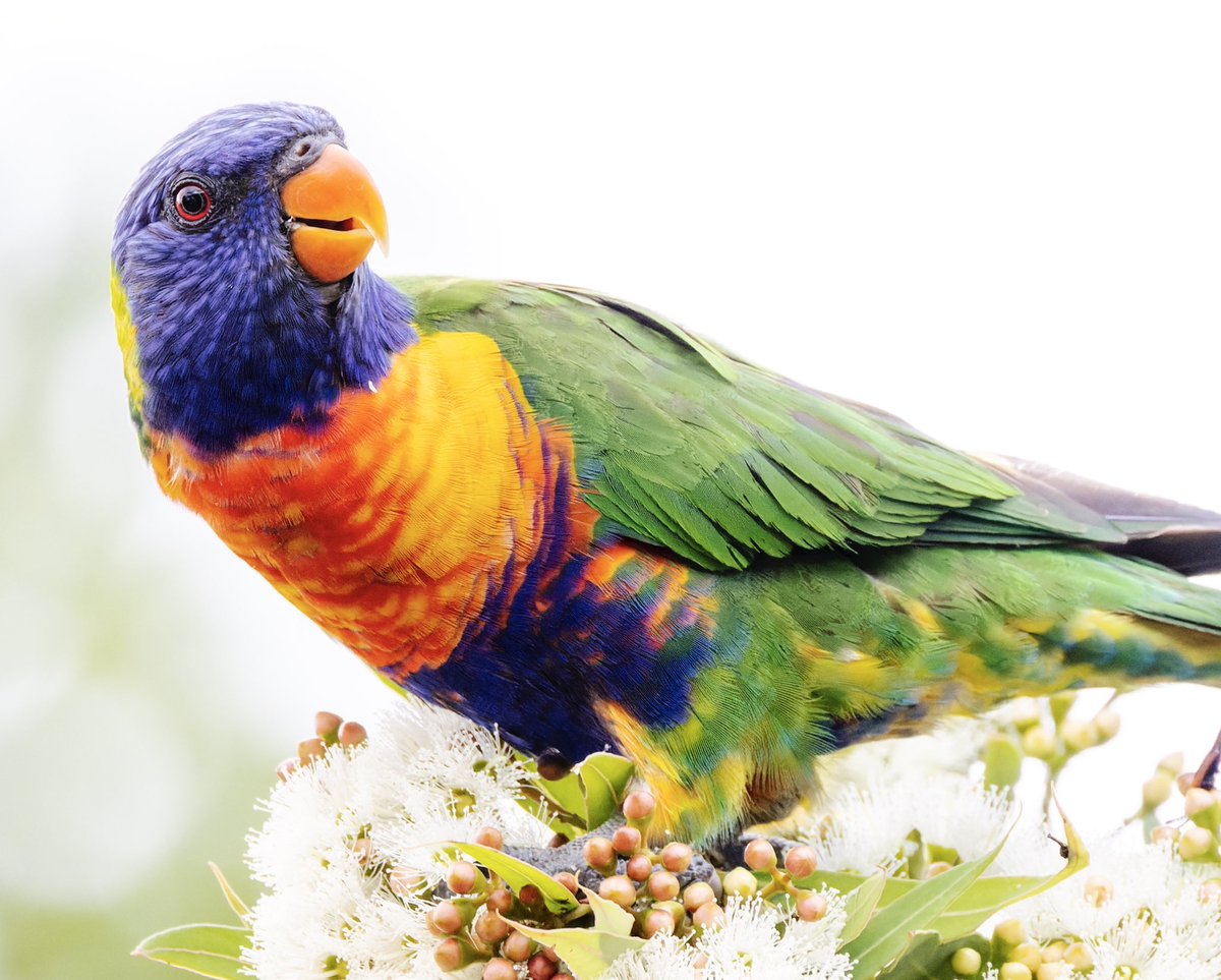 They’re called Rainbow Lorikeets for a reason…
#BirdsSeenIn2022 #birdphotography #parrot #BBCWildlifePOTD #WildOz #birding #wildlifephotography #TwitterNatureCommunity