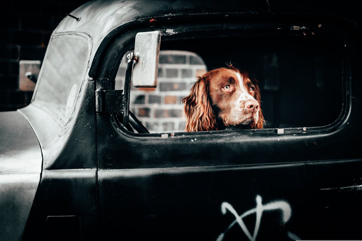 WalterLoyd5's tweet photo. Dogs are wise. They crawl away into a quiet corner and lick their wounds, and do not rejoin the world until they are whole once more. @WalterLoyd5 

#dogs #dogsoftwitter  #dogslife #dogsarefamily #dogsarethebest #dogslover #canineweekly https://t.co/E339ljEqwP