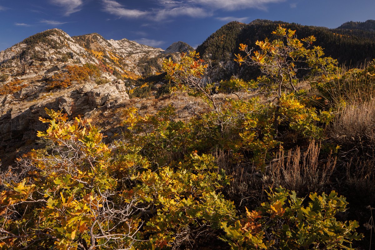 MarkRomesser's tweet photo. On a recent hike up in the #WasatchMountains I was drawn to the #AutumnColors.
#LandscapePhotography https://t.co/RndQpbSj0Z