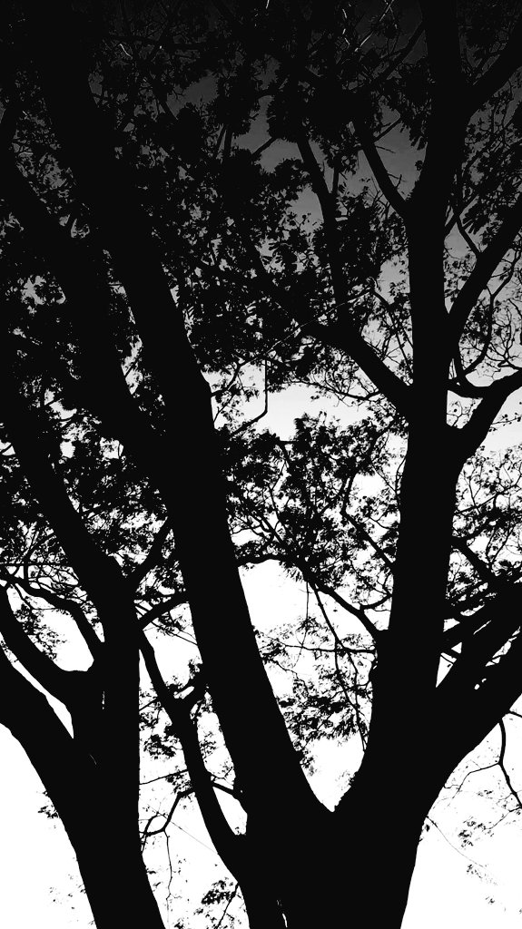 0Strelia's tweet photo. #creepy #creepytree #Monochrome https://t.co/yCsl6eP3j6