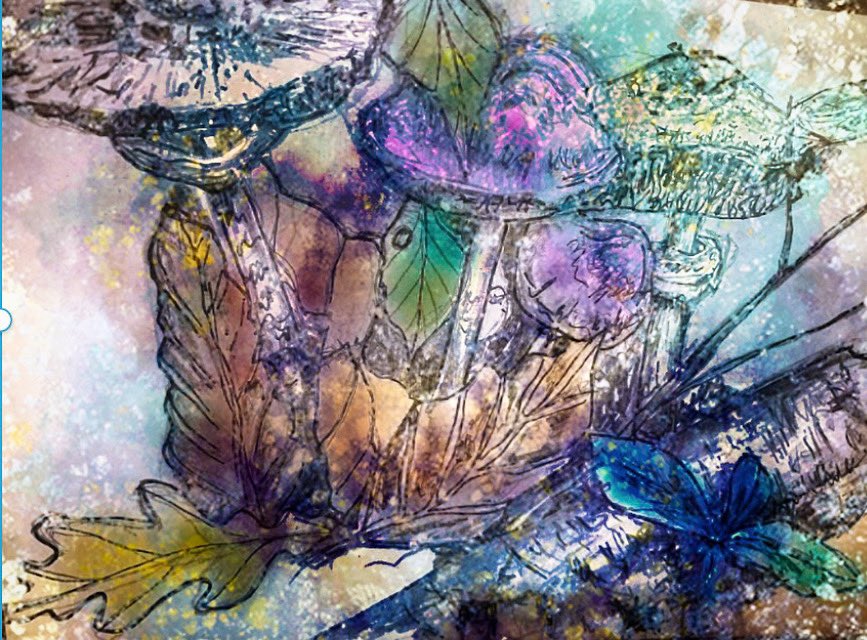HPTreasure's tweet photo. #fungi #mushrooms #art #sketch #drawing https://t.co/EoCZRUxdqH