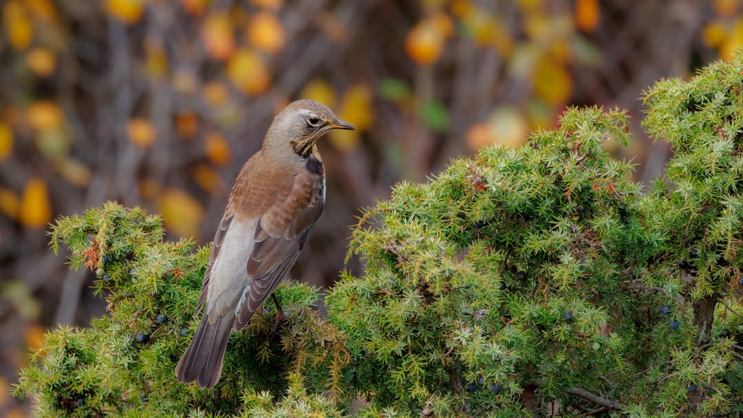 Fieldfare (turduspilaris) in Swedish Bjöktrast
-
#birds #birdwatching #birdphotography #TwitterNatureCommunity #BirdsSeenIn2022 #EOS #canonphotography #canoneos