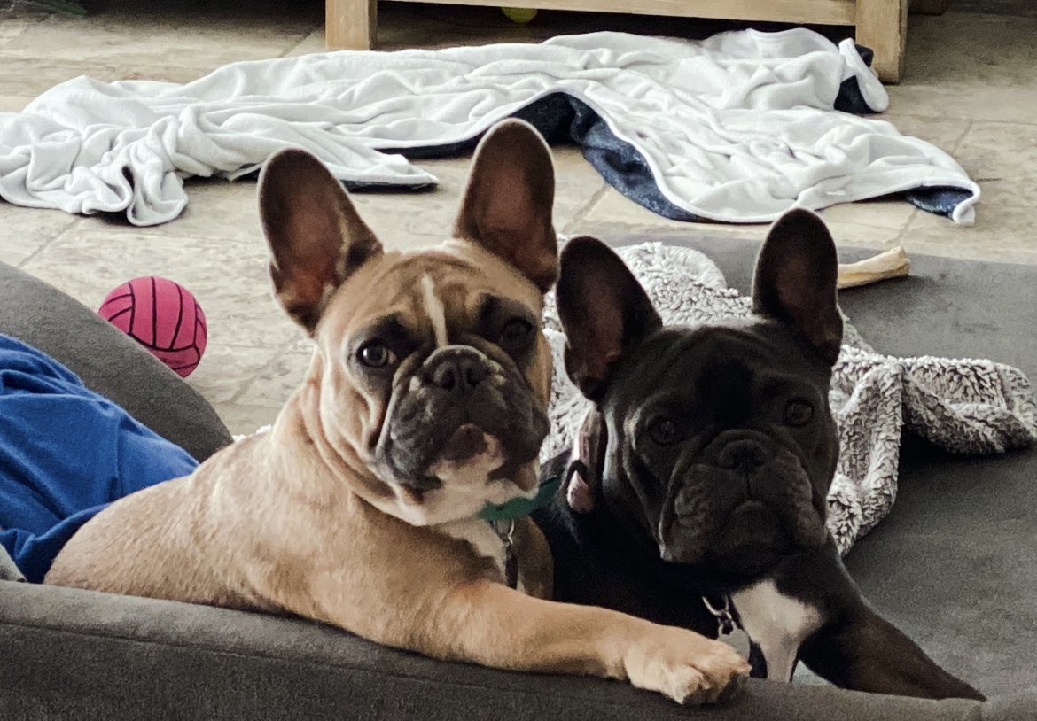 PaulyPupilz's tweet photo. gM : gA : gE #NFTCommunity this picture is worth 1000 words to describe the personalities of Mia (left) and Izzy (right); Mia is dominating ๐
and Izzyโs a little bitch ๐คฃ๐คฃ๐I love my hounds ! #frenchiecrew tagged https://t.co/JIgaGFZ9GO