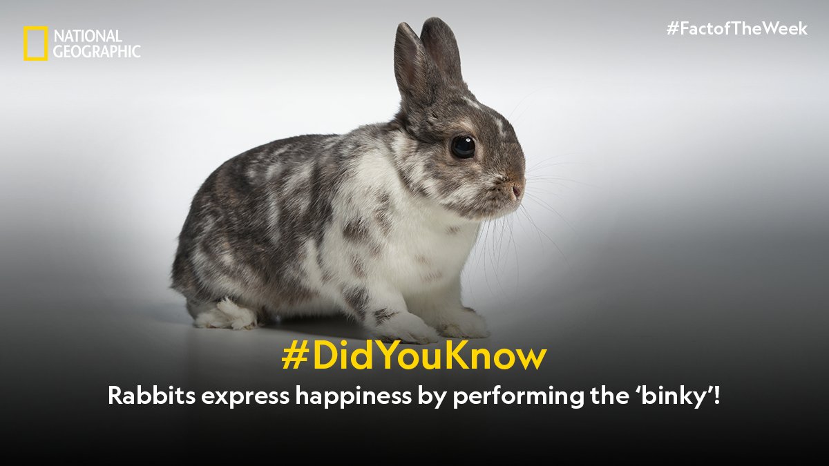 A form of athletic leap, ‘binky’ refers to the twists and kicks that a rabbit performs mid-air when they’re ecstatic with joy. #FactoftheWeek #NatGeoIndia