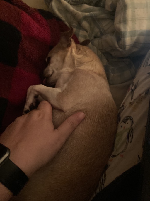 LdjMommy's tweet photo. My four-legged friend and I are the newest members of the #FurBuddies Community! 🐶 🐱They'll sample free pet products while I share my reviews. So excited! 😻 Join me to connect with other pet parents, sample #FreePetProducts, and more. #ad https://t.co/24K8EfFnwD https://t.co/NiauCCVwWN