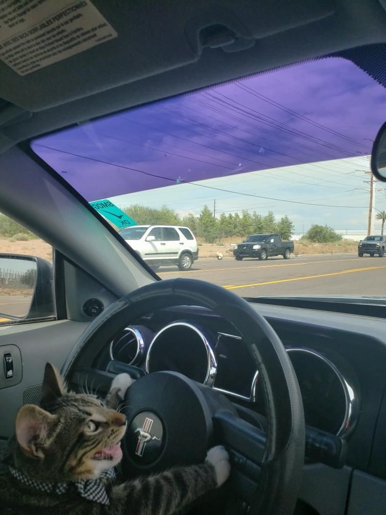 catpicsdealer's tweet photo. https://t.co/3zffRAdeqA