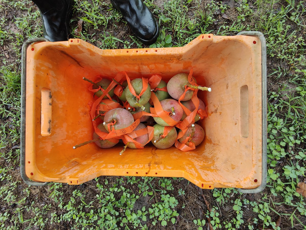 <a href="/AnushikaDe/">Anushika De Silva</a> and I are in Darwin harvesting R2E2 and Kensington Pride mangoes to look at whether cross-pollination impacts fruit set and quality. Are Australian native stingless bees and hoverflies increasing cross-pollination in the orchard? <a href="/Hort_Au/">Hort Innovation</a> work at <a href="/westsyduhie/">Western Sydney U - HIE</a>
