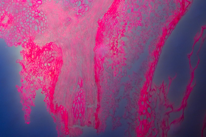 FLfilters's tweet image. Image of the Week !
Photographer👨🏻‍🔬 : Shiraz Kaderuppan
Subject : Zea Seed
Microscope🔬: #Leica DM4000
Optical filter 🔎: #Optolongfluorescencefilter
Objective : 10×
More details : optolongfilter.com
#Microscopy #Fluorescence #Opticalfilter #lifescience #Leicamicrosystems