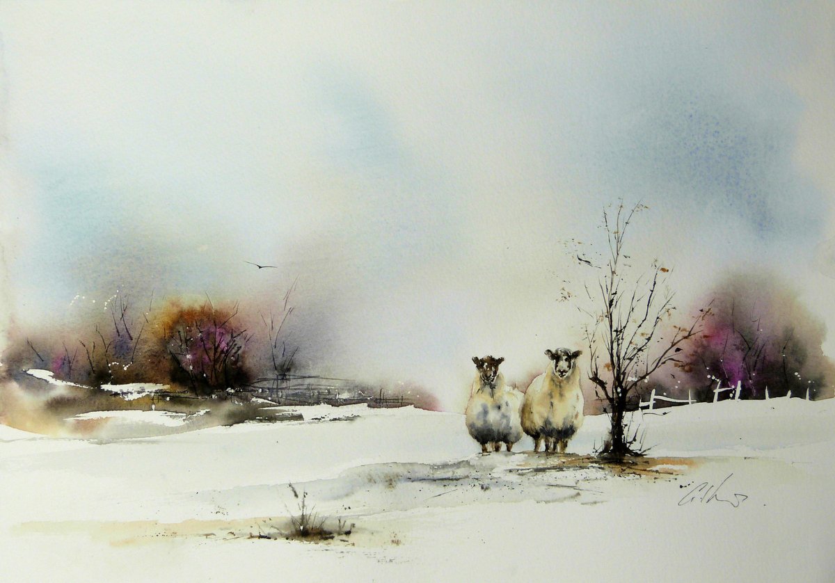 Two Sheep, watercolour. #watercolour