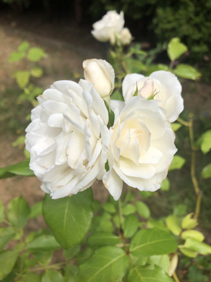 Simple beauty 🤍🤍 #roses #icebergs #flower #RoseWednesday