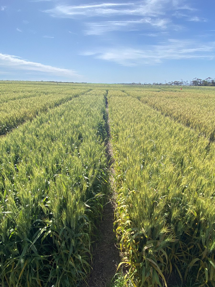 3 x Fungicide Strategy certainly making a difference this year!