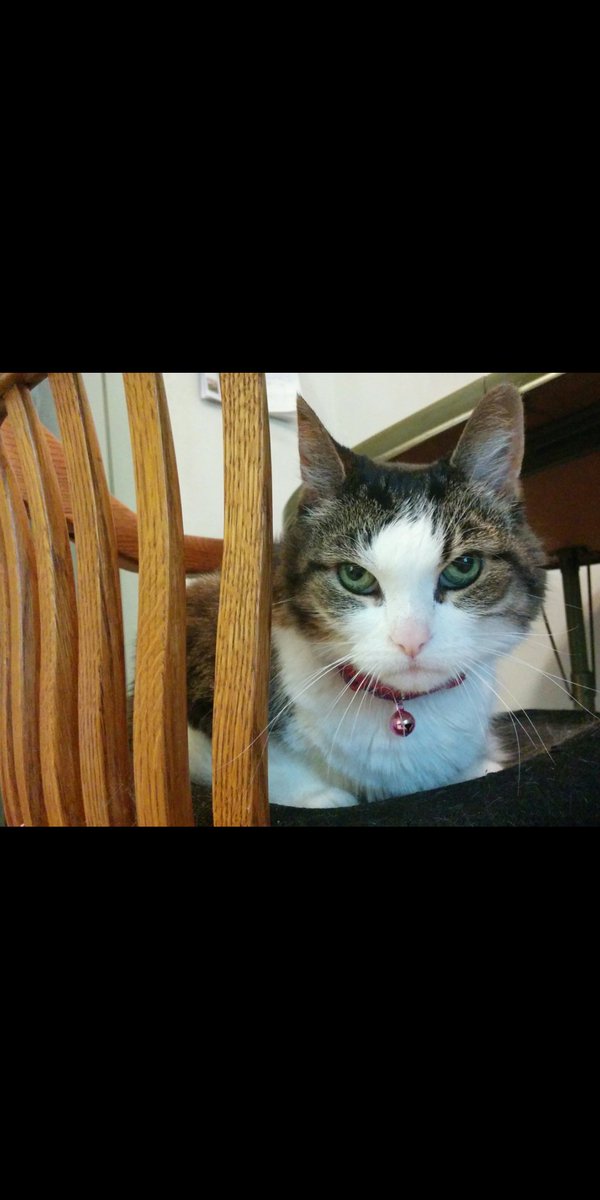 PJSM206's tweet photo. Happy #WhiskersWednesday to &amp; G B all! As we go through our lives &amp; struggles, let's. show 💖 &amp; tolerance for all, we're all worthy of, &amp; needing it! S-J &amp; I value you, &amp; we purr hard for you all! 219 weeks since my Antennae &amp; I went to Heaven #PurrsForUkraine 🇺🇦 #CatsOfTwitter https://t.co/fTqBoHDYhQ