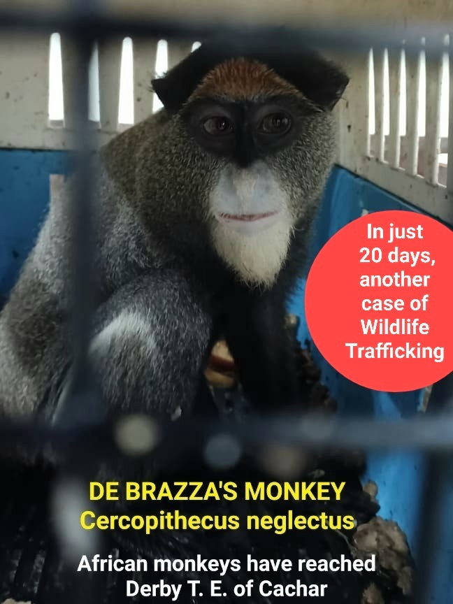 ParthankarC's tweet photo. De Brazza's Monkey, a Central African Primate 13 nos abandoned in Derby tea garden along the Assam-Mizoram border on 18-10-22. Urgent need to install Wildlife Check Gate along inter state border to stop illegal wildlife Trafficking.

#illegalwildlifetrade 
#MoEFCC 
#govtofassam https://t.co/gKxkjykPbY