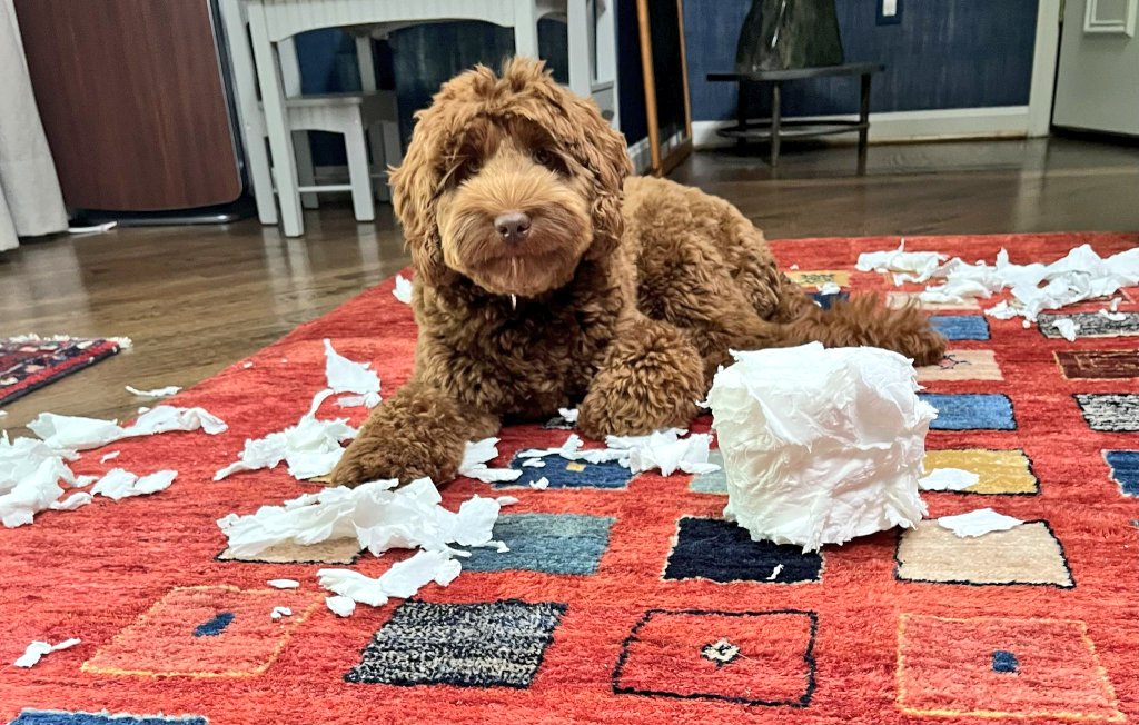 SlenderSherbet's tweet photo. "We can talk all day about the rights and wrongs, Carol, but long story short, we're out of toilet paper"

📸: Harper, owner of @cff72 https://t.co/oGDSsSwz7q