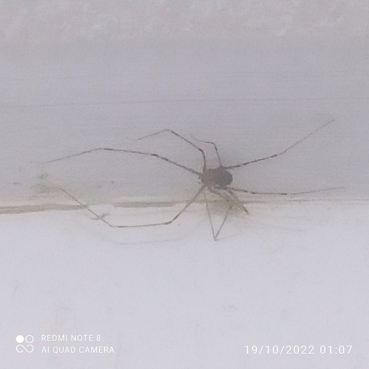 cafedopa's tweet photo. @Arachno_Cosas Buenas buenas, que araña es y si es de IM? Gracias https://t.co/pqRXb8gT9P